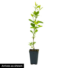 Load image into Gallery viewer, BRECK&#39;S Rosie Beach Party Lilac Starter Shrub, Grown in a 4 inch Pot
