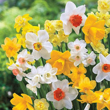 Load image into Gallery viewer, BRECK&#39;S - Mixed Daffodil Super Sak® Dormant Spring Flowering Bulb Mixture - 30 Bulbs per Offer
