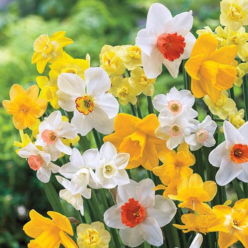 BRECK'S - Mixed Daffodil Super Sak® Dormant Spring Flowering Bulb Mixture - 30 Bulbs per Offer