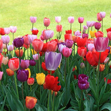 Load image into Gallery viewer, BRECK&#39;S - Cream of The Crop Tulip Spring Flowering Bulb Mixture - Simulate a Holland Landscape with These Superior Bulbs - 35 Bulbs per Offer
