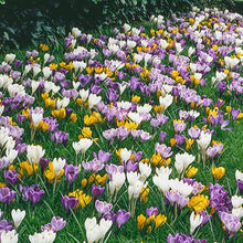 Load image into Gallery viewer, BRECK&#39;S - Giant Naturalizing Crocus Dormant Spring Flowering Bulbs - 25 Bulbs per Offer
