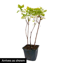 Load image into Gallery viewer, BRECK&#39;S - Golden Ninebark Flowering Shrub - One Plant Grown in a 4 inch Pot per Offer
