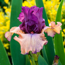 Load image into Gallery viewer, Breck&#39;s Bulbs and Perennials Finishing School Bearded Bare Root Iris - Light purple standards with peach pink falls and a thin purple Edge - includes one rhizome per order
