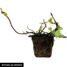 Load image into Gallery viewer, BRECK&#39;S Petiolaris Climbing Hydrangea, Deciduous Flowering Vine Grown in a 4 inch Pot, One Plant per Offer
