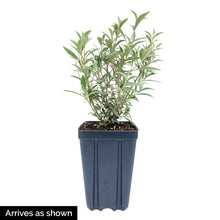 Load image into Gallery viewer, BRECK&#39;S - Blue Butterfly Bush (Buddleia), Blue Flowering Deciduous Plant - includes one plant grown in a 4 inch pot
