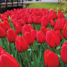 Load image into Gallery viewer, BRECK&#39;S - Apeldoorn Darwin Hybrid Red Flowering Spring Bulbs - Each Offer Includes 100 dormant Bulbs
