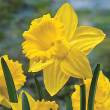 Load image into Gallery viewer, BRECK&#39;S - Dutch Master Trumpet Daffodil Dormant Spring Flowering Bulbs - Each Offer Includes 100 Bulbs
