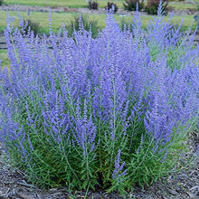 Load image into Gallery viewer, BRECK&#39;S - Blue Jean Baby Russian Sage (Perovskia), Dormant Bare Root Spring Flowering Perennial, One Plant per Offer
