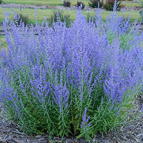 BRECK'S - Blue Jean Baby Russian Sage (Perovskia), Dormant Bare Root Spring Flowering Perennial, One Plant per Offer