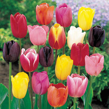 Load image into Gallery viewer, BRECK&#39;S - Cream of The Crop Tulip Spring Flowering Bulb Mixture - Simulate a Holland Landscape with These Superior Bulbs - 35 Bulbs per Offer
