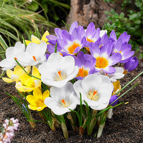 BRECK'S - Giant Naturalizing Crocus Dormant Spring Flowering Bulbs - 25 Bulbs per Offer