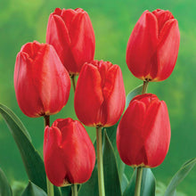 Load image into Gallery viewer, BRECK&#39;S - Apeldoorn Darwin Hybrid Red Flowering Spring Bulbs - Each Offer Includes 100 dormant Bulbs
