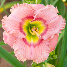 Load image into Gallery viewer, BRECK&#39;S - Elegant Candy Daylily (Hemerocallis) Dormant Bare Root Summer Flowering Perennial, One Plant per Offer
