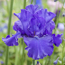 Load image into Gallery viewer, BRECK&#39;S Blueberry Bliss Bearded Iris Perennial Spring Flowering Bare Root Plant - 1 Bare Root Rhizome per Offer
