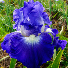 Load image into Gallery viewer, BRECK&#39;S Reblooming City Lights Bare Root Iris - Lovely perfume and an intricate pattern - Yellow and White colored flowers. includes one rhizome per order.
