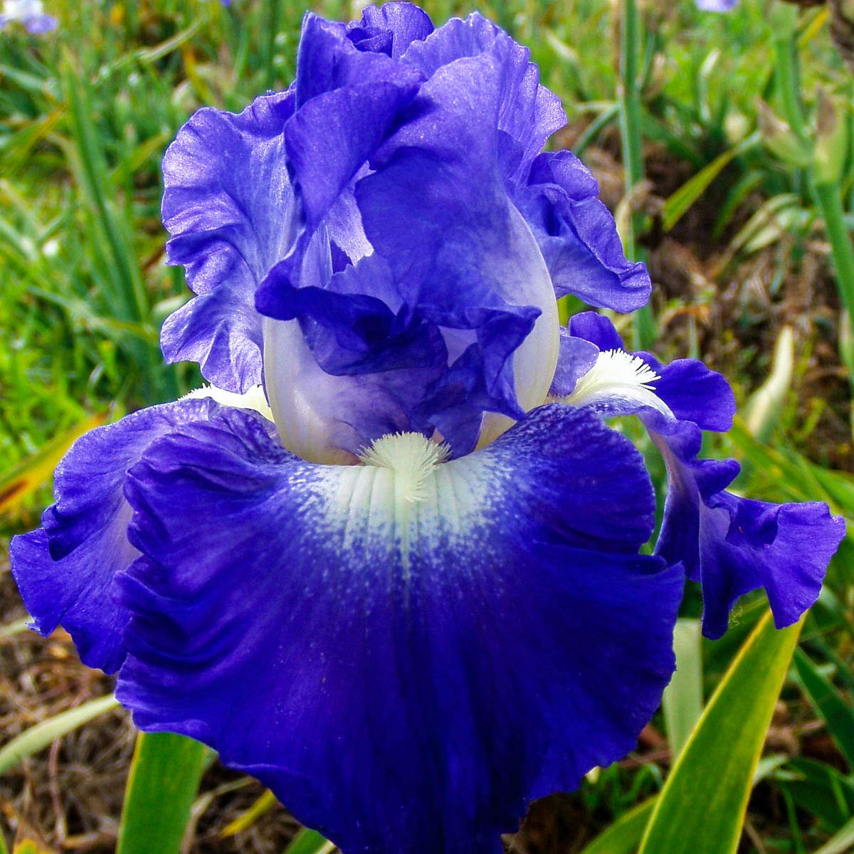 BRECK'S Reblooming City Lights Bare Root Iris - Lovely perfume and an intricate pattern - Yellow and White colored flowers. includes one rhizome per order.