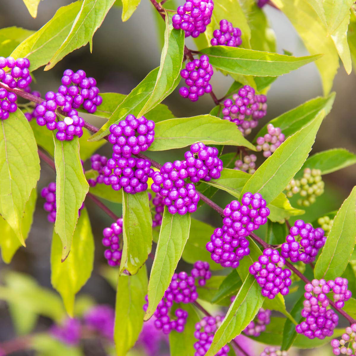 BRECK'S Early Amethyst Beautyberry (Callicarpa) in a 4 inch pot - WOW your neighbors with This beauty! Pink spring flowers give way to purple berries in The fall!