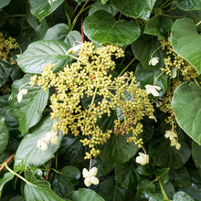 Load image into Gallery viewer, BRECK&#39;S Petiolaris Climbing Hydrangea, Deciduous Flowering Vine Grown in a 4 inch Pot, One Plant per Offer
