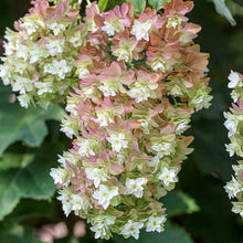 Load image into Gallery viewer, BRECK&#39;S - Snowcicle Oakleaf Hydrangea Shrub, Deciduous Flowering Starter Plant, Grown in a 4 inch Pot, 1 Plant per Offer
