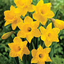 Load image into Gallery viewer, BRECK&#39;S - Dutch Master Trumpet Daffodil Dormant Spring Flowering Bulbs - Each Offer Includes 100 Bulbs
