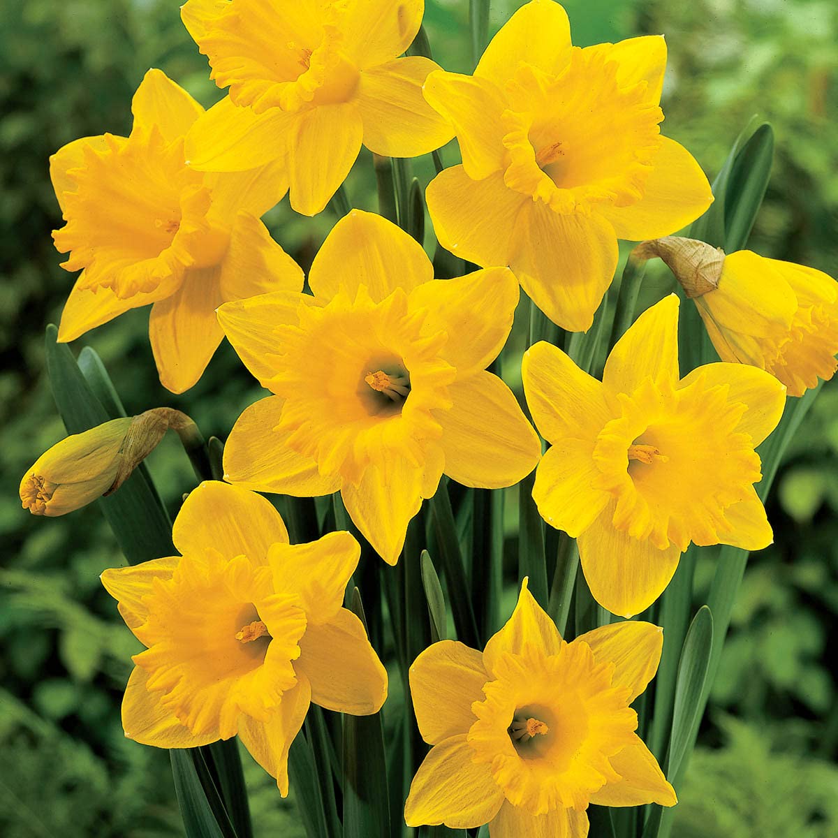 BRECK'S - Dutch Master Trumpet Daffodil Dormant Spring Flowering Bulbs - Each Offer Includes 100 Bulbs