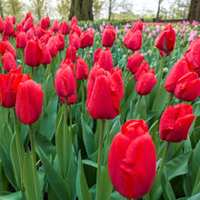 Load image into Gallery viewer, BRECK&#39;S - Apeldoorn Darwin Hybrid Red Flowering Spring Bulbs - Each Offer Includes 100 dormant Bulbs
