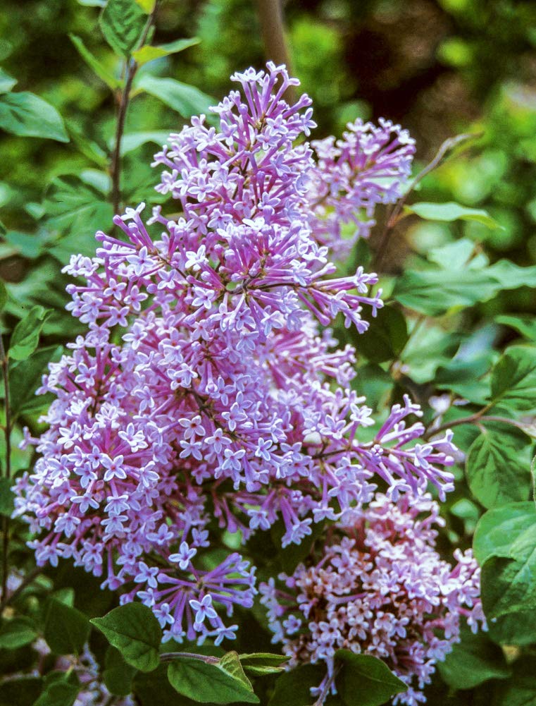 BRECK'S Josee Reblooming Lilac(Syringa) in a 4 inch Pot - Dense Lavender-Pink Shrub That re-blooms all summer long - includes 1 Plant per order