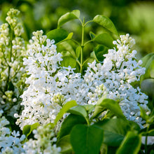 Load image into Gallery viewer, BRECK&#39;S - Snowy Beach Party Southern Lilac - A Great Lilac for The South - One Starter Plant Grown in a 4 inch Pot per Offer
