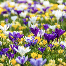 Load image into Gallery viewer, BRECK&#39;S - Species Crocus Multicolored Mixture Dormant Spring Flowering Bulbs - Each Offer Includes 100 Bulbs
