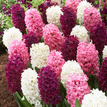 Load image into Gallery viewer, BRECK&#39;S - Royal Hyacinth Mixture Dormant Spring Flowering Bulbs - Each offer includes 25 bulbs
