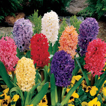 Load image into Gallery viewer, BRECK&#39;S - Hyacinth Multicolored Mixture Dormant Spring Flowering Bulbs - Each Offer Includes 25 Bulbs
