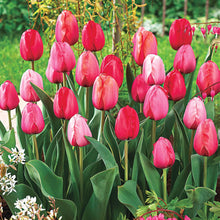 Load image into Gallery viewer, BRECK&#39;S - Darwin Hybrid Multi-Colored Flowering Spring Bulb Mixture - Each offer includes 25 dormant bulbs
