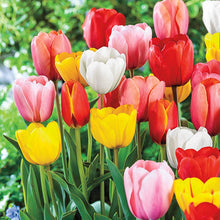 Load image into Gallery viewer, BRECK&#39;S Perennial Tulip Super Sak® Multi-Colored Spring Flowering Bulb Mixture - Includes 35 Bulbs Measuring 11 to 12 cm Each
