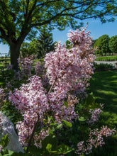 Load image into Gallery viewer, BRECK&#39;S Josee Reblooming Lilac(Syringa) in a 4 inch Pot - Dense Lavender-Pink Shrub That re-blooms all summer long - includes 1 Plant per order
