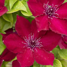 Load image into Gallery viewer, BRECK&#39;S - Nubia™ Perennial Clematis Vine - Red Flowering Vine That is Ideal for All Locations - one Plant Grown in a 4 inch Pot
