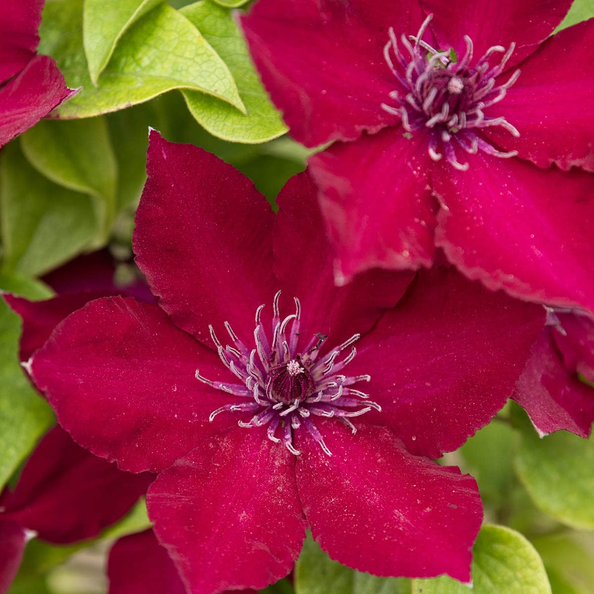 BRECK'S - Nubia™ Perennial Clematis Vine - Red Flowering Vine That is Ideal for All Locations - one Plant Grown in a 4 inch Pot