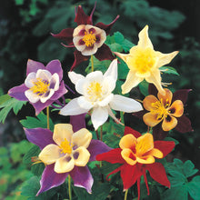 Load image into Gallery viewer, BRECK&#39;S - Assorted Giant Columbine Perennial Mixture, Dormant Bare Root Spring Flowering Perennials, 5-Pack
