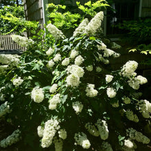 Load image into Gallery viewer, BRECK&#39;S - Snowcicle Oakleaf Hydrangea Shrub, Deciduous Flowering Starter Plant, Grown in a 4 inch Pot, 1 Plant per Offer
