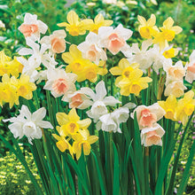 Load image into Gallery viewer, BRECK&#39;S - 3 Months of Daffodils Bulb Mixture - Ensure a wonderful display of color all spring long - includes 25 bulbs per offer
