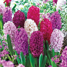 Load image into Gallery viewer, BRECK&#39;S - Royal Hyacinth Mixture Dormant Spring Flowering Bulbs - Each offer includes 25 bulbs
