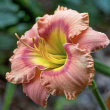 Load image into Gallery viewer, BRECK&#39;S - Elegant Candy Daylily (Hemerocallis) Dormant Bare Root Summer Flowering Perennial, One Plant per Offer
