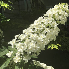 Load image into Gallery viewer, BRECK&#39;S - Snowcicle Oakleaf Hydrangea Shrub, Deciduous Flowering Starter Plant, Grown in a 4 inch Pot, 1 Plant per Offer
