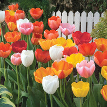 Load image into Gallery viewer, BRECK&#39;S Perennial Tulip Super Sak® Multi-Colored Spring Flowering Bulb Mixture - Includes 35 Bulbs Measuring 11 to 12 cm Each
