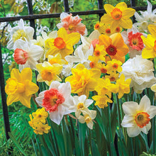 Load image into Gallery viewer, BRECK&#39;S - 3 Months of Daffodils Bulb Mixture - Ensure a wonderful display of color all spring long - includes 25 bulbs per offer
