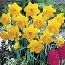 Load image into Gallery viewer, BRECK&#39;S - Dutch Master Trumpet Daffodil Dormant Spring Flowering Bulbs - Each Offer Includes 100 Bulbs
