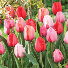 Load image into Gallery viewer, BRECK&#39;S - Darwin Hybrid Multi-Colored Flowering Spring Bulb Mixture - Each offer includes 25 dormant bulbs
