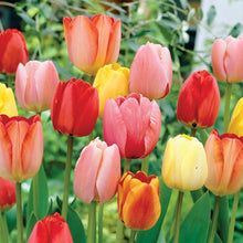 Load image into Gallery viewer, BRECK&#39;S Perennial Tulip Super Sak® Multi-Colored Spring Flowering Bulb Mixture - Includes 35 Bulbs Measuring 11 to 12 cm Each
