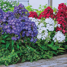 Load image into Gallery viewer, BRECK&#39;S - Forth of July Tall Phlox Mixture, Dormant Flowering Bare Root Perennial Plants, 3 dormant Starter Plant Roots per Offer
