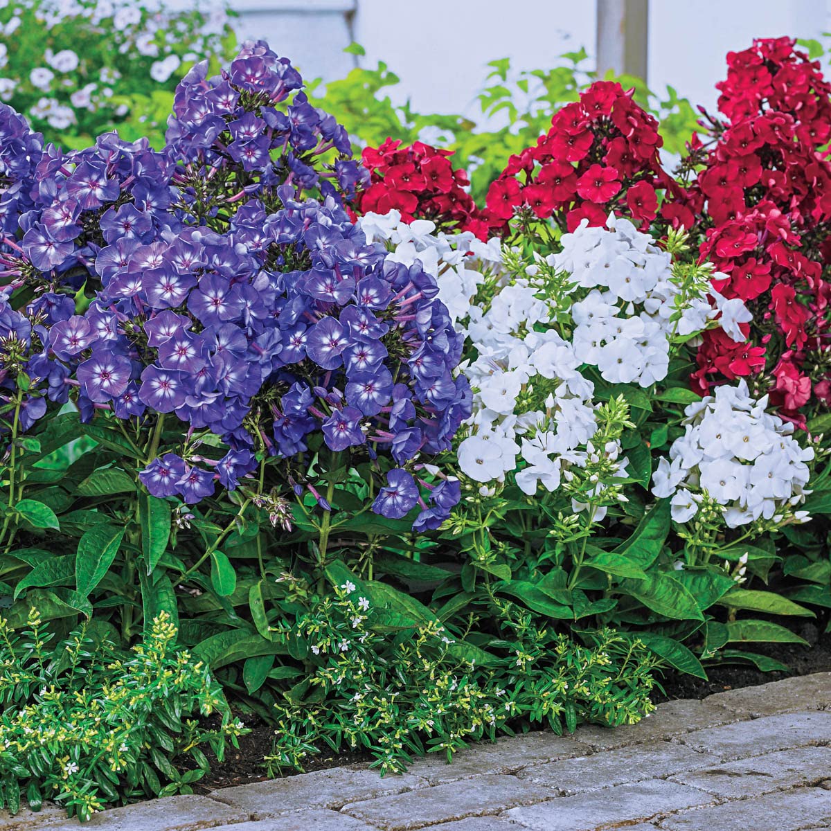 BRECK'S - Forth of July Tall Phlox Mixture, Dormant Flowering Bare Root Perennial Plants, 3 dormant Starter Plant Roots per Offer