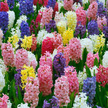 Load image into Gallery viewer, BRECK&#39;S - Hyacinth Multicolored Mixture Dormant Spring Flowering Bulbs - Each Offer Includes 25 Bulbs
